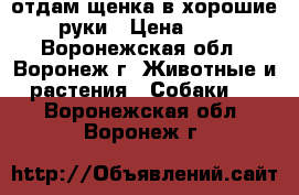 отдам щенка в хорошие руки › Цена ­ 1 - Воронежская обл., Воронеж г. Животные и растения » Собаки   . Воронежская обл.,Воронеж г.